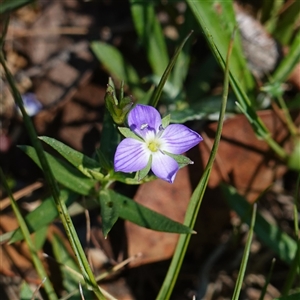 Veronica gracilis (Slender Speedwell) at Bendoura, NSW by RobG1