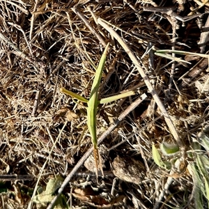 Acrida conica at Yarralumla, ACT - 5 Jan 2025