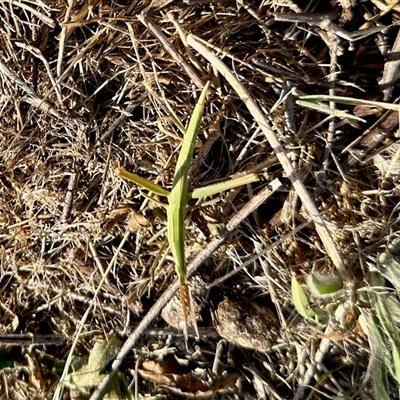 Acrida conica (Giant green slantface) at Yarralumla, ACT - 5 Jan 2025 by KMcCue