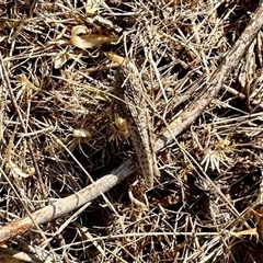 Peakesia hospita (Common Peakesia Grasshopper) at Yarralumla, ACT - 5 Jan 2025 by KMcCue