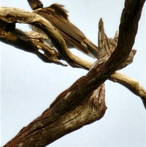 Philemon corniculatus at Gundaroo, NSW - 4 Jan 2025