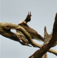 Philemon corniculatus at Gundaroo, NSW - 4 Jan 2025