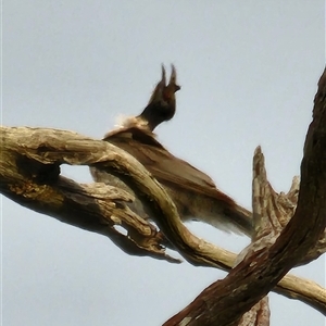 Philemon corniculatus at Gundaroo, NSW - 4 Jan 2025