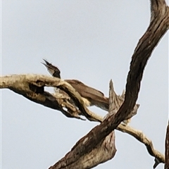 Philemon corniculatus at Gundaroo, NSW - 4 Jan 2025 07:25 PM