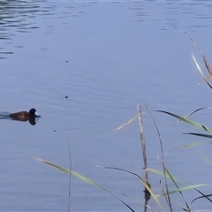 Oxyura australis (Blue-billed Duck) at Isabella Plains, ACT - 5 Jan 2025 by MB