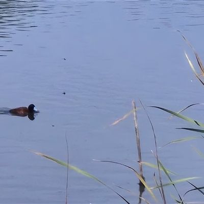 Oxyura australis (Blue-billed Duck) at Isabella Plains, ACT - 4 Jan 2025 by MB