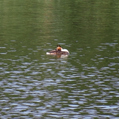 Podiceps cristatus (Great Crested Grebe) at Isabella Plains, ACT - 4 Jan 2025 by MB