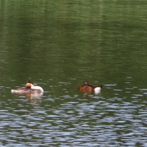 Podiceps cristatus at Isabella Plains, ACT - 5 Jan 2025 09:21 AM