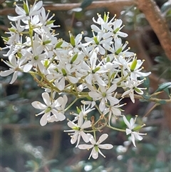 Bursaria spinosa subsp. lasiophylla (Australian Blackthorn) at Uriarra Village, ACT - 4 Jan 2025 by JaneR
