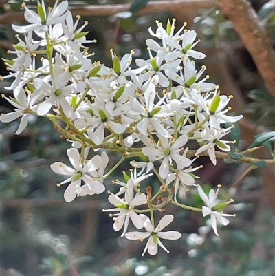 Bursaria spinosa subsp. lasiophylla at Uriarra Village, ACT - 4 Jan 2025 by JaneR