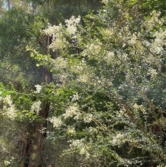 Bursaria spinosa subsp. lasiophylla at Uriarra Village, ACT - 4 Jan 2025 02:59 PM