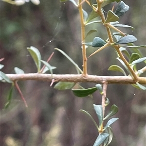 Bursaria spinosa subsp. lasiophylla at Uriarra Village, ACT - 4 Jan 2025 02:59 PM