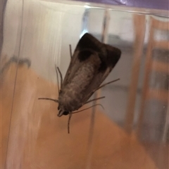 Agrotis munda (Brown Cutworm) at Dunlop, ACT - 5 Jan 2025 by ploffskinpluffskin