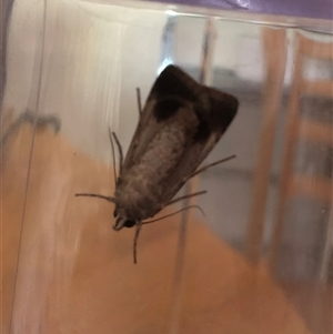 Agrotis munda (Brown Cutworm) at Dunlop, ACT by ploffskinpluffskin