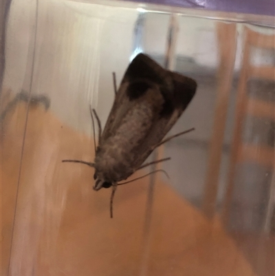 Agrotis munda (Brown Cutworm) at Dunlop, ACT - 5 Jan 2025 by ploffskinpluffskin