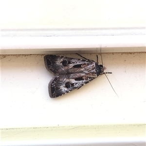 Agrotis munda at Dunlop, ACT - suppressed