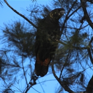 Calyptorhynchus lathami lathami (Glossy Black-Cockatoo) at Mittagong, NSW by GITM2