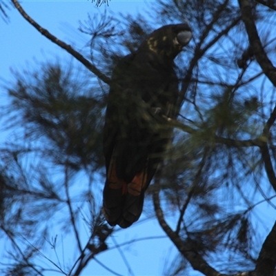 Calyptorhynchus lathami lathami (Glossy Black-Cockatoo) at Mittagong, NSW - 4 Apr 2021 by GITM2