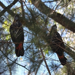 Calyptorhynchus lathami lathami at Mittagong, NSW - suppressed