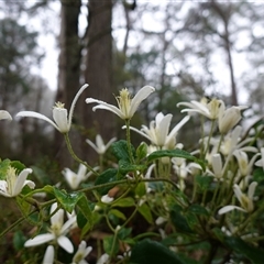 Clematis aristata (Mountain Clematis) at Tantawangalo, NSW - 4 Nov 2024 by RobG1