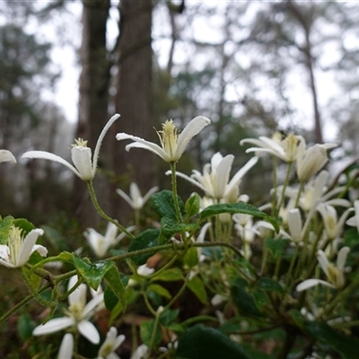 Clematis aristata (Mountain Clematis) at Tantawangalo, NSW - 4 Nov 2024 by RobG1