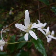 Clematis aristata at Tantawangalo, NSW - 4 Nov 2024 07:20 AM