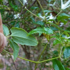 Clematis aristata at Tantawangalo, NSW - 4 Nov 2024 07:20 AM