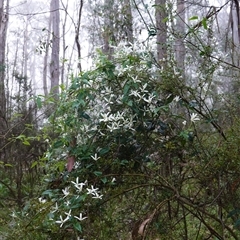 Clematis aristata at Tantawangalo, NSW - 4 Nov 2024 07:20 AM