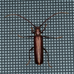 Xystrocera virescens (Large Brown Longhorn Beetle) at Harrison, ACT - 4 Jan 2025 by DPRees125