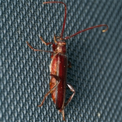 Xystrocera virescens at Harrison, ACT - 4 Jan 2025