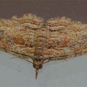 Chloroclystis filata at Hall, ACT - 5 Jan 2025