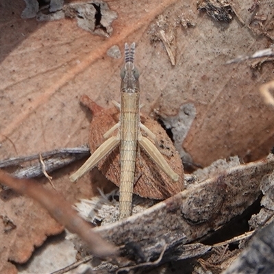 Keyacris scurra (Key's Matchstick Grasshopper) at Hall, ACT - 5 Jan 2025 by Anna123