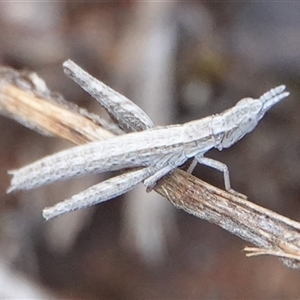 Keyacris scurra at Hall, ACT - 5 Jan 2025 11:10 AM