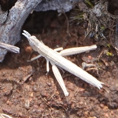 Keyacris scurra at Hall, ACT - 5 Jan 2025 11:10 AM