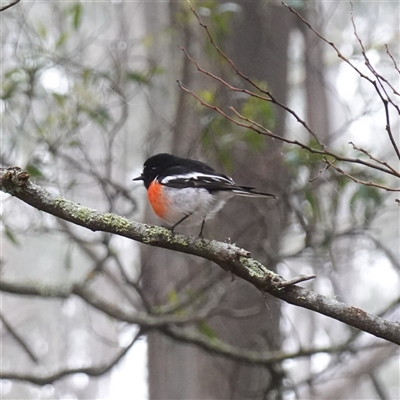 Petroica boodang (Scarlet Robin) at Tantawangalo, NSW - 4 Nov 2024 by RobG1