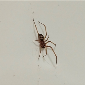 Steatoda grossa at Hawker, ACT by sangio7