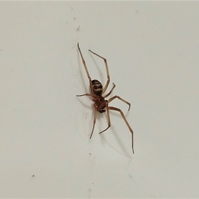 Steatoda grossa by sangio7