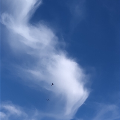 Callocephalon fimbriatum (Gang-gang Cockatoo) at O'Malley, ACT - 4 Jan 2025 by shube