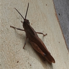 Goniaea carinata (Black kneed gumleaf grasshopper) at Hall, ACT - 5 Jan 2025 by Anna123