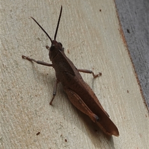 Goniaea carinata at Hall, ACT - 5 Jan 2025 10:39 AM