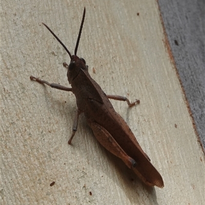 Goniaea carinata (Black kneed gumleaf grasshopper) at Hall, ACT - 5 Jan 2025 by Anna123