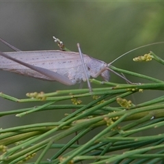 Polichne parvicauda (Short-tailed Polichne) at Hall, ACT - 5 Jan 2025 by Anna123