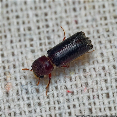 Xylion cylindricus (Auger beetle) at Harrison, ACT - 4 Jan 2025 by DPRees125