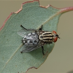 Sarcophaga sp. (genus) (Flesh fly) at Hall, ACT - 5 Jan 2025 by Anna123