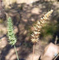 Echinopogon caespitosus (Tufted Hedgehog Grass) at Borough, NSW - 4 Jan 2025 by Paul4K