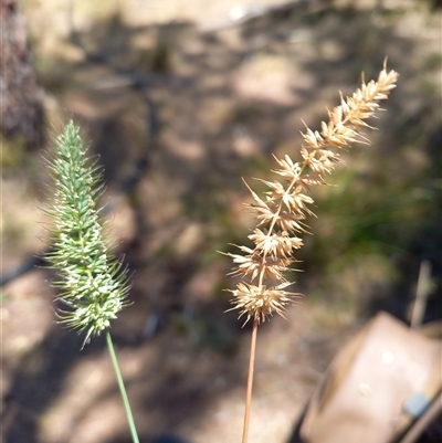 Echinopogon caespitosus (Tufted Hedgehog Grass) at Borough, NSW - 4 Jan 2025 by Paul4K