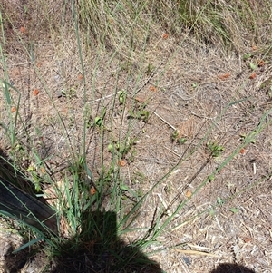 Echinopogon caespitosus at Borough, NSW - suppressed