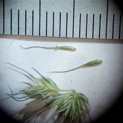 Echinopogon caespitosus at Borough, NSW - suppressed