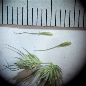 Echinopogon caespitosus at Borough, NSW - suppressed