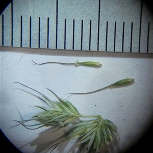 Echinopogon caespitosus at Borough, NSW - suppressed